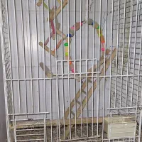 قفس بزرگ پرنده