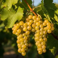 نهال گردو چندلر با ضمانت اصالت|خدمات باغبانی و درختکاری|شیراز, زند|دیوار