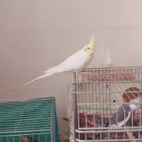 عروس هلندی|پرنده|مرودشت, بیست متری بیمارستان|دیوار