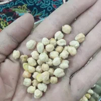 نخود سفید و درشت کشت امسال تمیز