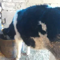 گوساله|حیوانات مزرعه|کارزان, |دیوار