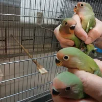 کوتوله برزیلی