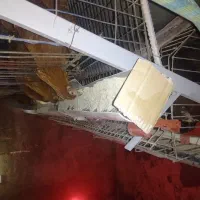 قفس مرغ تخمگذار|حیوانات مزرعه|دینور, |دیوار