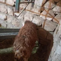 بره پروار گوسفند،کاور|حیوانات مزرعه|حمیل, |دیوار