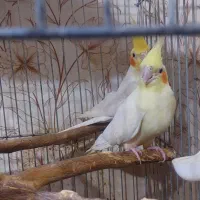 جفت عروس هلندی