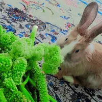 خرگوش سفید قهوه ای