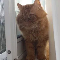 گربه پرشین بریتیش