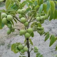 نهال گردو خوشه ای