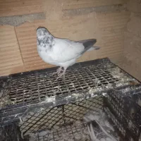 کبوتر پرشی|پرنده|پاکدشت, پاکدشت (مامازند)|دیوار