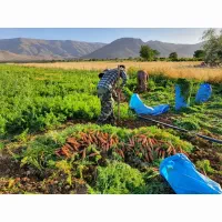 کود شیمیایی