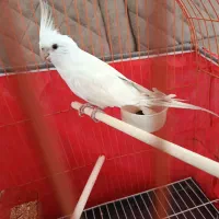 عروس هلندی آلبینو نر