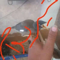 شاهی..ن قرق،،ی