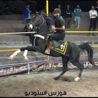 اسب مشکی