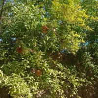 فروش پسته تر و انار آب دار مهریز خورمیزات