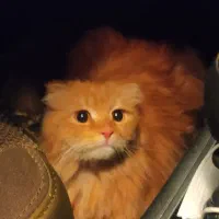 واگذاری گربه پرشین