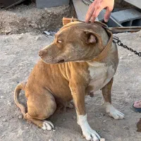 پیتبول ماده آماده|سگ|شیراز, گویم|دیوار