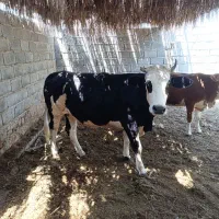 گستر سیاه چال سمینتال