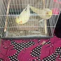 دوچفت عروس  هلندی