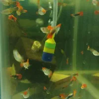 گوپی پیش مولد|ماهی|تهران, جیحون|دیوار