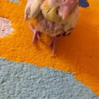 جفت عروس مولد|پرنده|شیراز, معالی‌آباد|دیوار