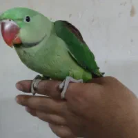 شاه طوطی  طوطی
