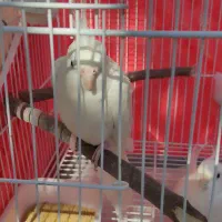 عروس هلندی آلبینو مولد