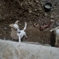 سگ پاکوتاه.یکی نر.یکی ماده