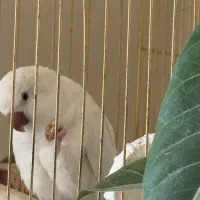 طوطی جفت راهب دوساله