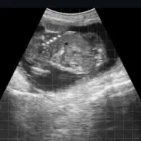 سونوگرافی انواع دام|حیوانات مزرعه|اصفهان, بوستان کوهستانی صفه|دیوار