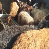 میش بره داشتی گله داری یک داغ|حیوانات مزرعه|فلاورجان, |دیوار