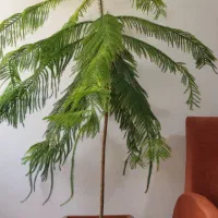 کاج مطبق