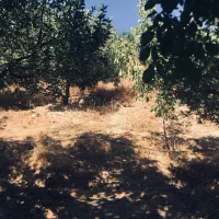 فروش باغ برای علاقمندان به باغداری وکشاورزی