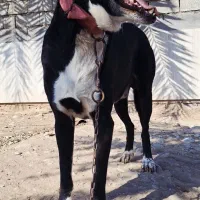 سگ قدرجونی|سگ|امیدیه, |دیوار