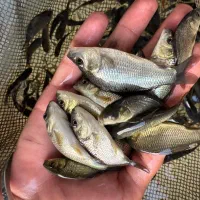 بچهماهیکپور اصلاح شده|ماهی|قم, ارم|دیوار