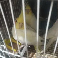 یک جفت به همراه مادرشون