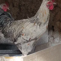 خروس دو رگ