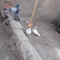 دوبر و طوقی