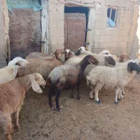 میش ابستن|حیوانات مزرعه|کوهدشت, |دیوار