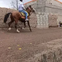 اسب نریان کورد|اسب و تجهیزات اسبسواری|تبریز, |دیوار