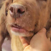 ماده قدر جونی سرخ