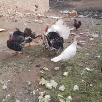 ۵ عدد بوقلمون رسمی جوان|حیوانات مزرعه|قم, جمکران|دیوار