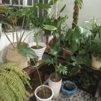 انواع گلهای زیبا