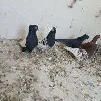 کفتر رنگی|پرنده|شیراز, شهرک فرزانگان|دیوار