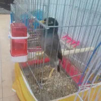 مینافول صحبتی