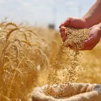 کشاورز گندم‌کار قبل از بذرپاشی این رو ببین