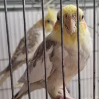 جفت عروس هلندی