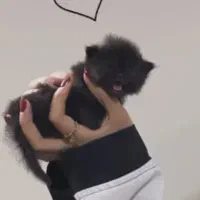 گربه بیریتیش|گربه|پردیس, فاز ۳|دیوار