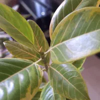 فیکوس ابلق با گلدان سفید|گل و گیاه طبیعی|شاهینشهر, نسیم ۵|دیوار