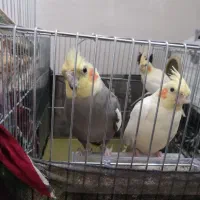 جفت‌عروس‌هلندی|پرنده|خرم‌آباد, |دیوار