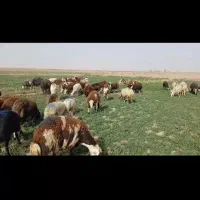 میش  قوچ بره  قوچ بره ماده پلنگی